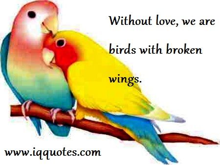 Love Bird Quotes 11