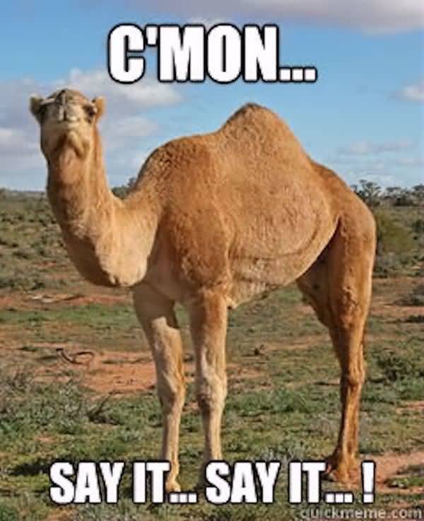 Most hilarious hump day memes image