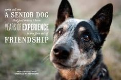 Quotes About Dog Friendship 04