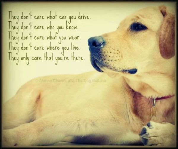 Quotes About Dog Friendship 12
