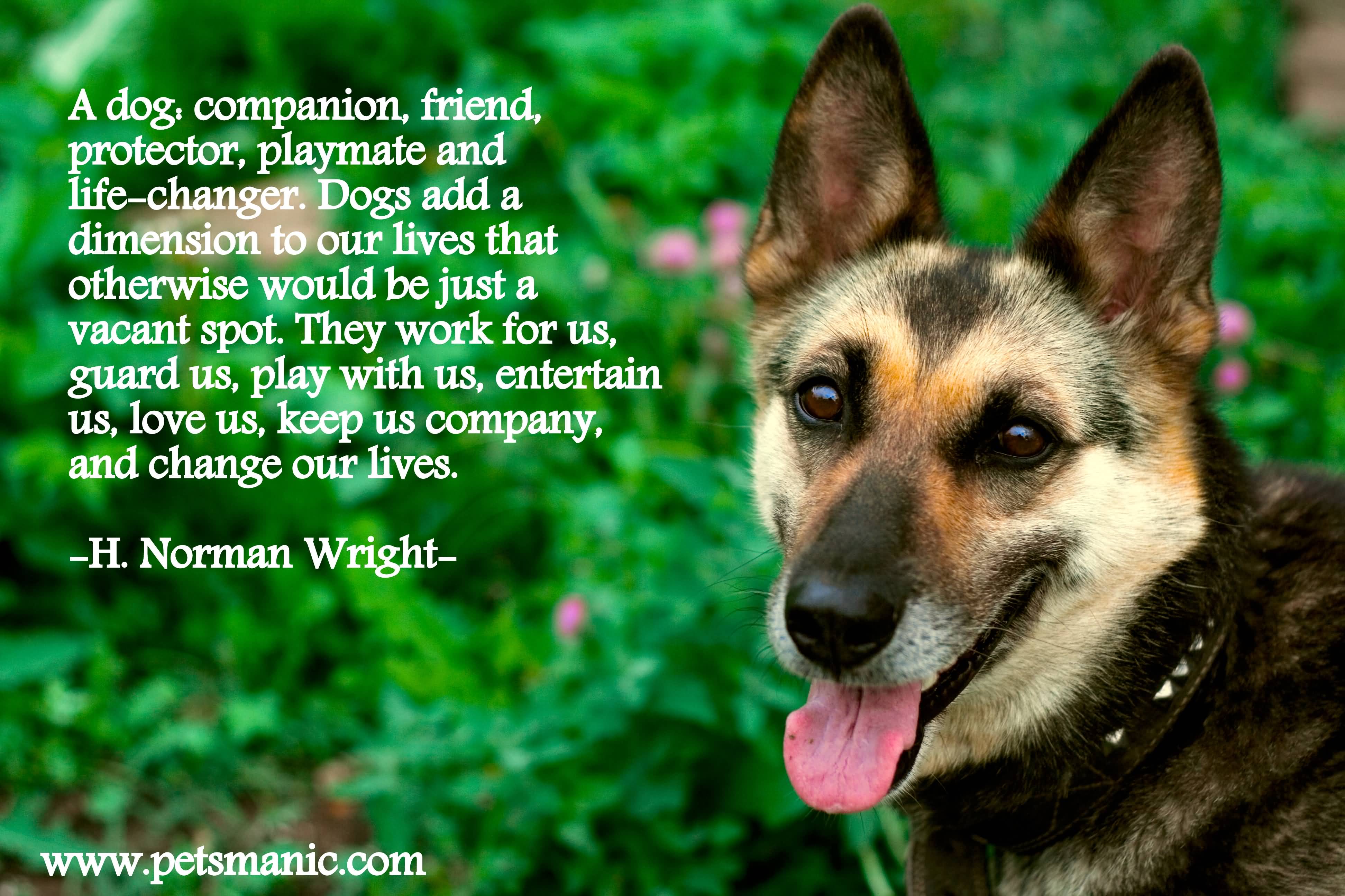 Quotes About Dog Friendship 15