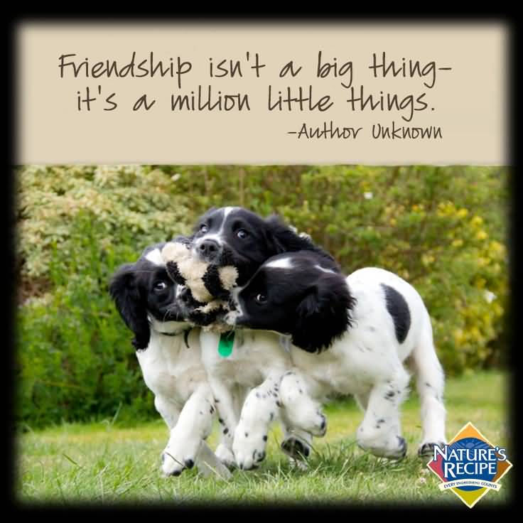 Quotes About Dog Friendship 17
