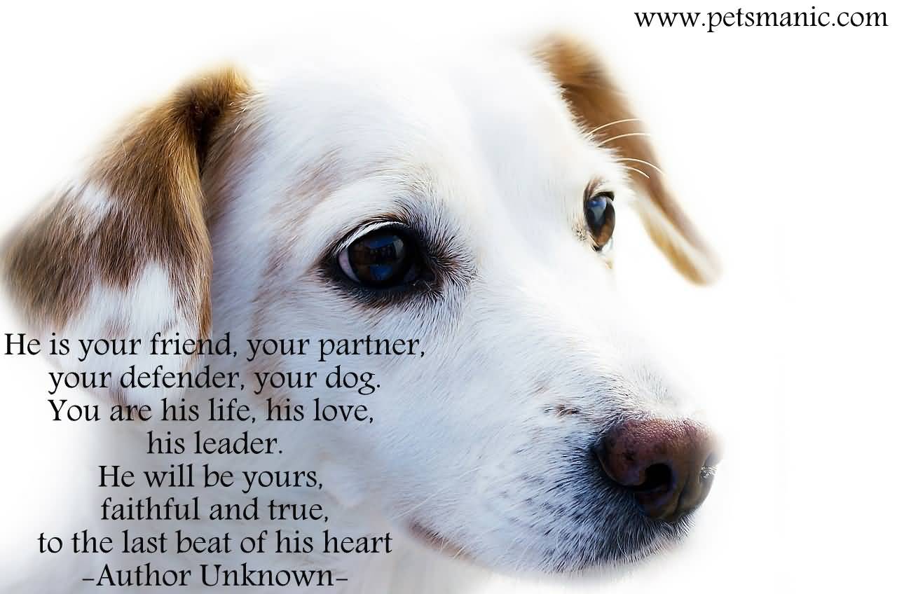 Quotes About Dogs And Friendship 20
