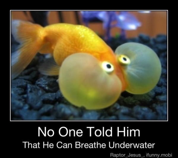 Very funny fish pictures with captions gifs