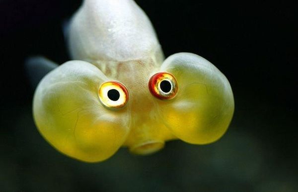 Very funny pictures of fish image