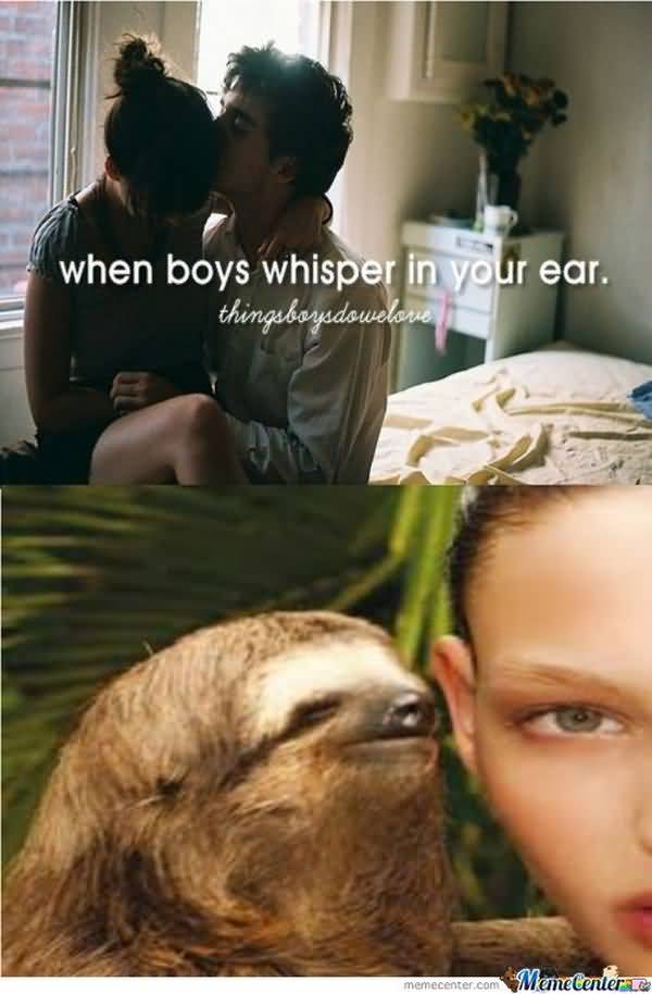 Amusing cool sloth whispering in ear meme image