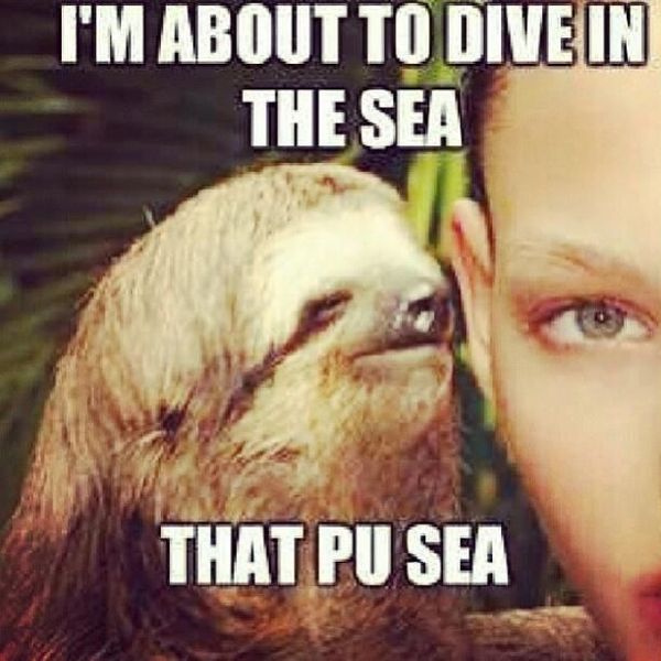 Amusing creepy sloth meme photo