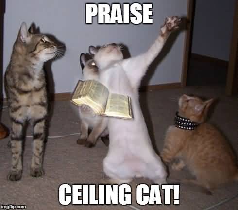 Ceiling Cat Meme Funny Image Photo Joke 10