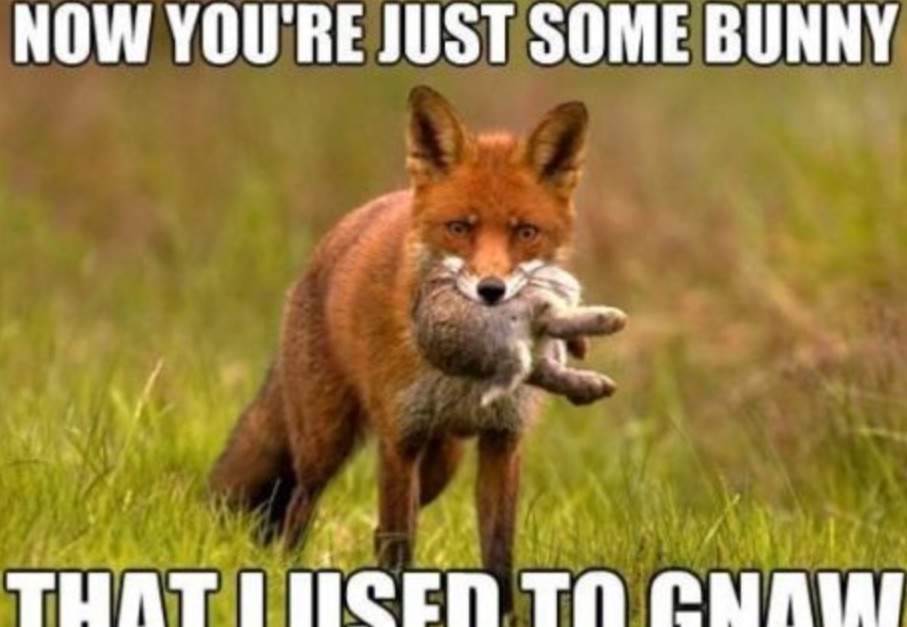 Fox Meme Funny Image Photo Joke 07