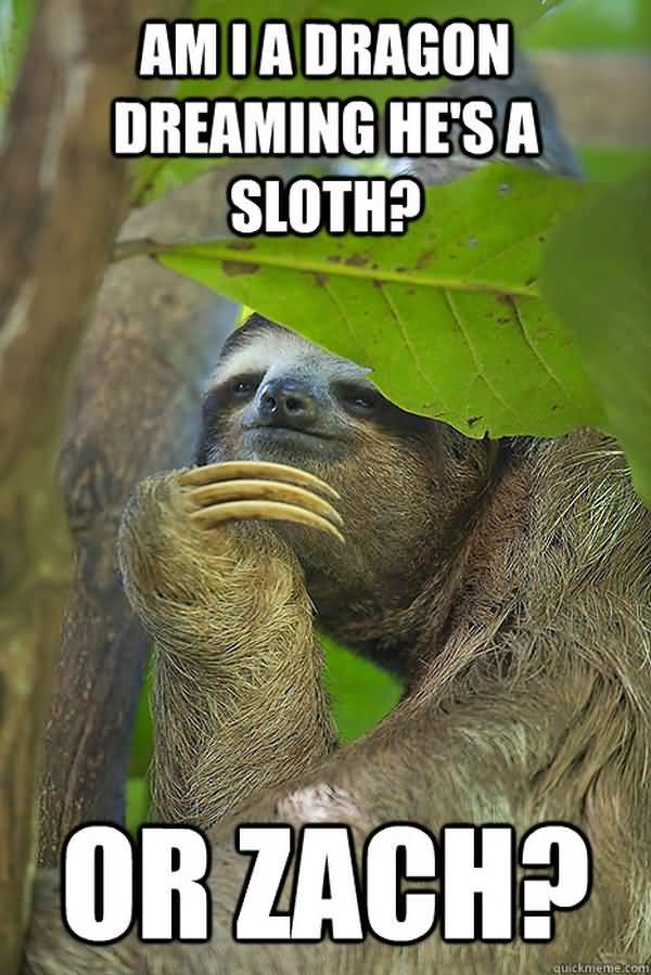 Funniest cool dragon sloth meme picture