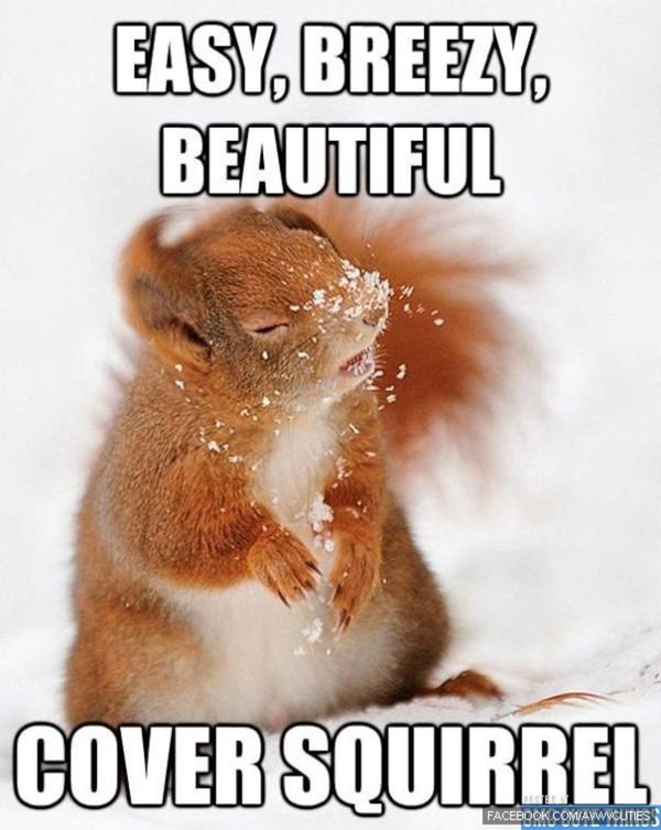 Funniest look a squirrel meme image
