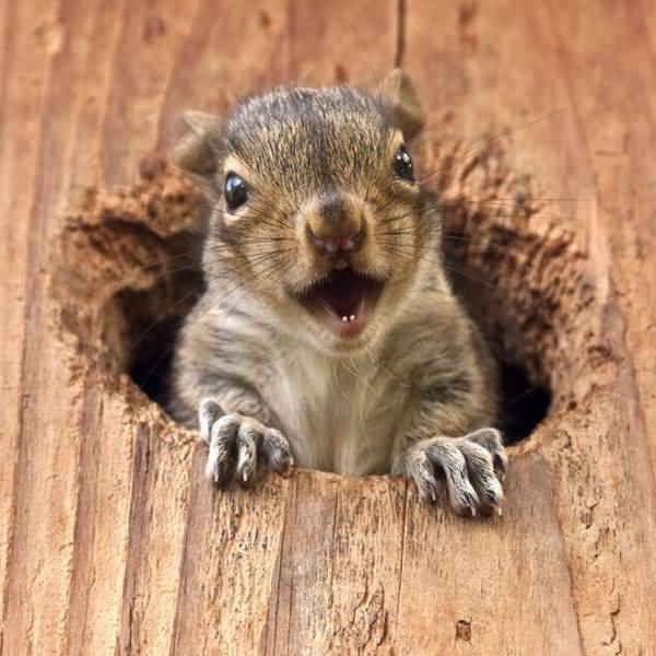 Funniest silly squirrel pictures jokes