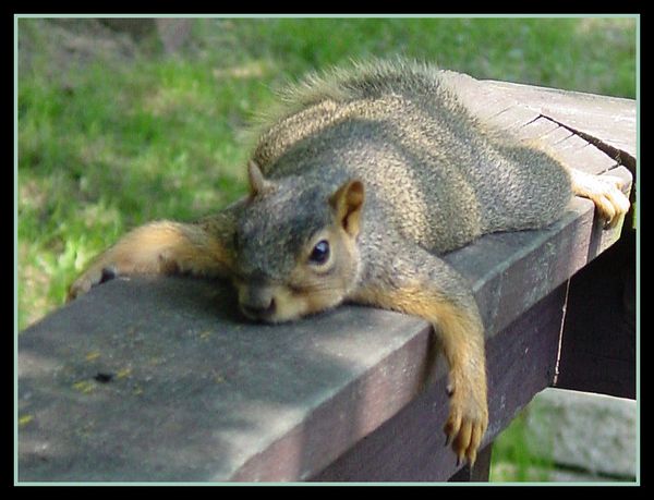 Funniest silly squirrel pictures meme joke