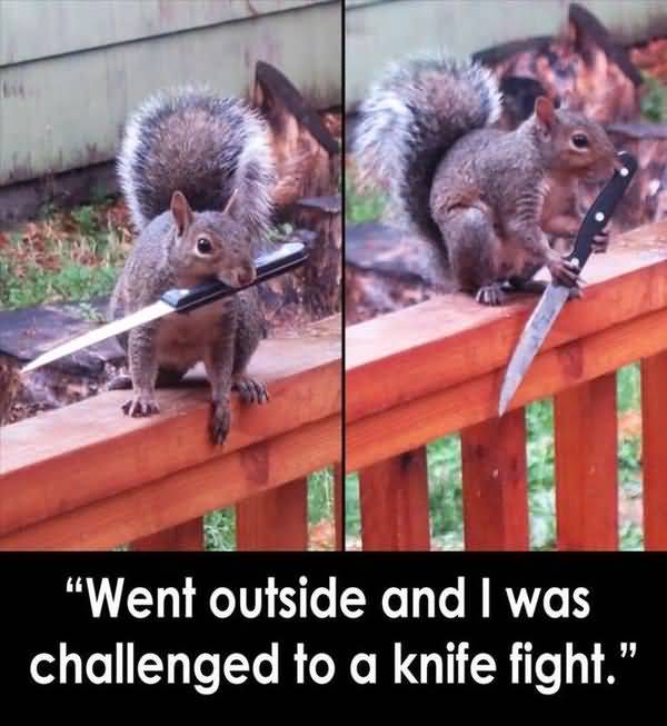 Funniest silly squirrel pictures wallpaper