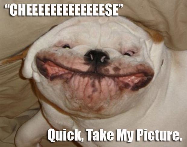 15 Top Funny Animal Meme Joke and Images