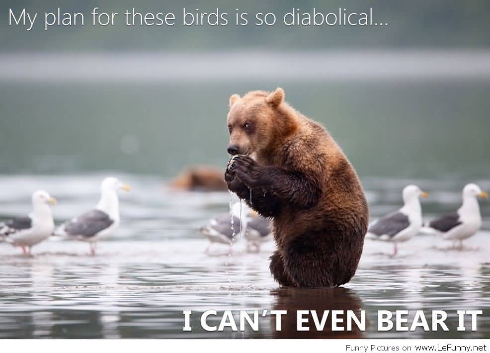 Funny Bear Quotes Meme Image 15