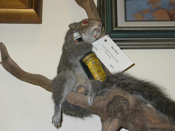 Funny crazy squirrel pics jokes