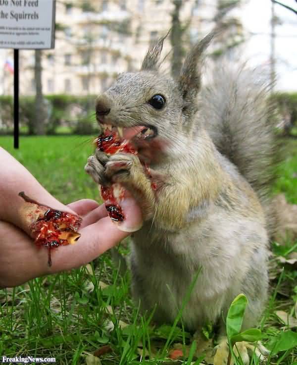 Funny crazy squirrel pics memes