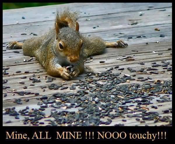 Hilarious squirrel images funny jokes