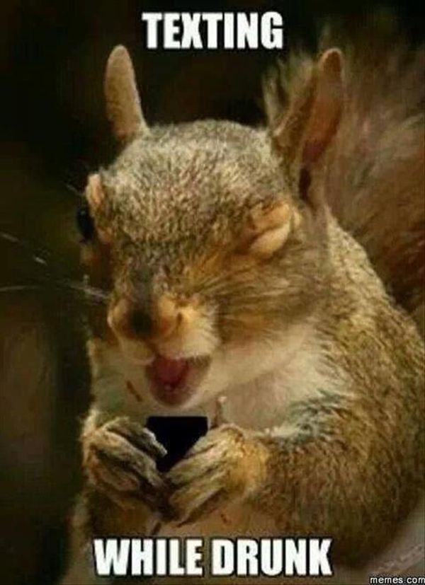 Hilarious squirrel images funny photo