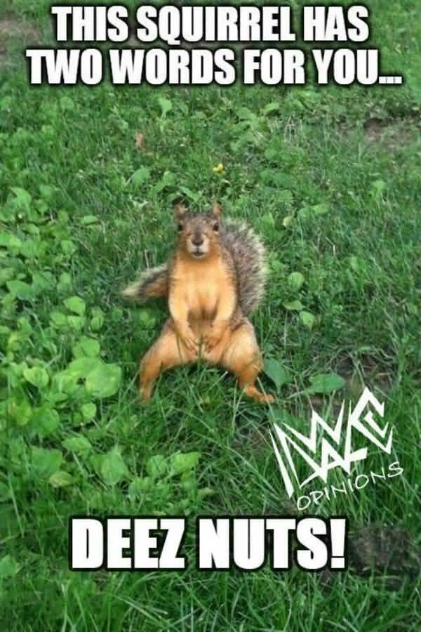Hilarious squirrel nuts meme image
