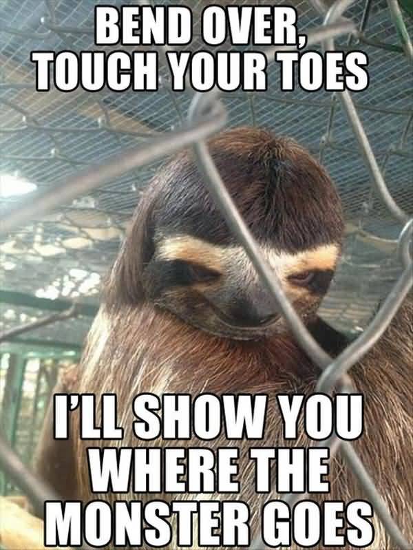 Hilarious true sexual sloth meme photo