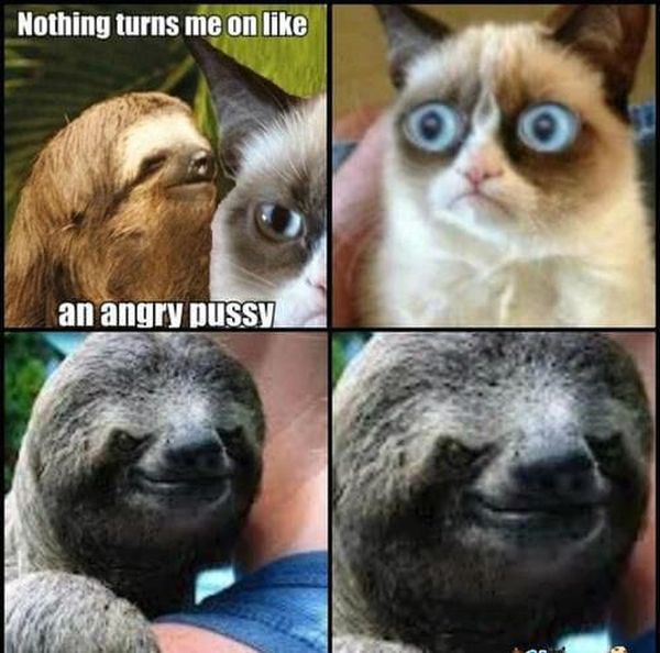 50 Top Sloth Meme Images and Funny Jokes | QuotesBae
