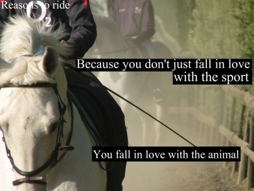 Horse Jumping Quotes Meme Image 19