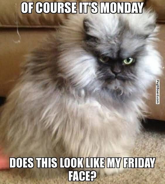 Monday Cat Meme Funny Image Photo Joke 06