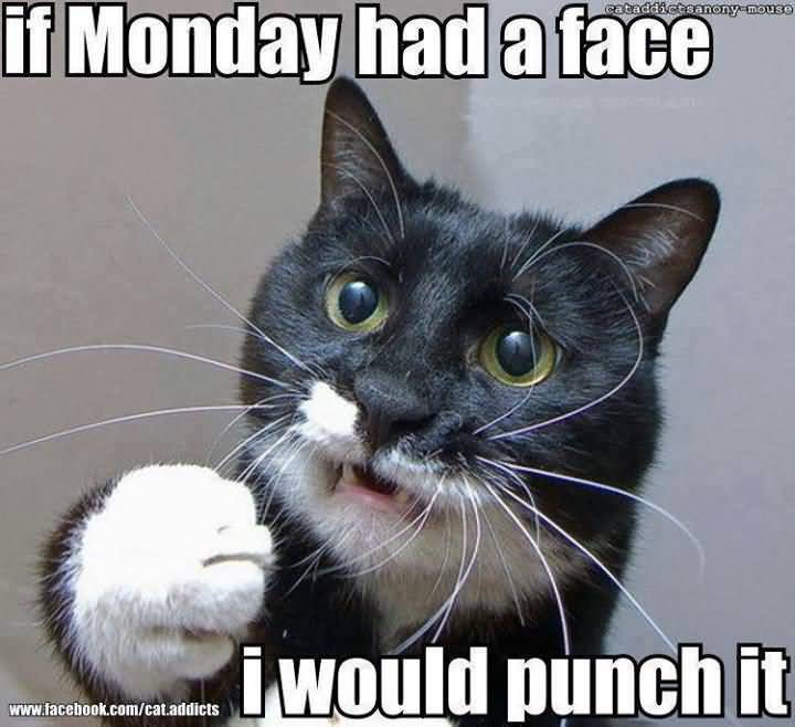 Monday Cat Meme Funny Image Photo Joke 11