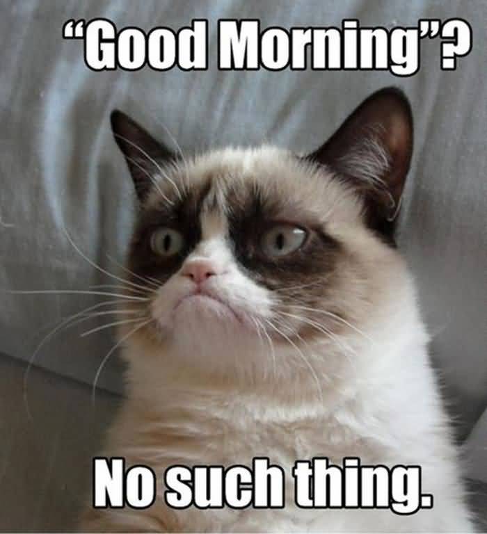 Monday Cat Meme Funny Image Photo Joke 12
