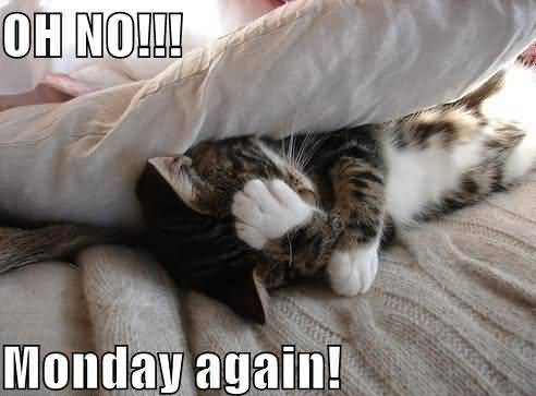 Monday Cat Meme Funny Image Photo Joke 13