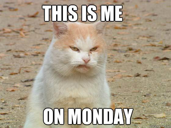 Monday Cat Meme Funny Image Photo Joke 15