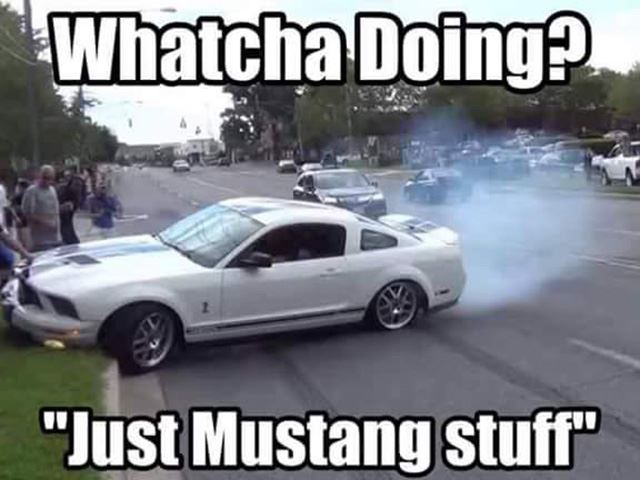 Mustang Meme Image Photo Joke 10