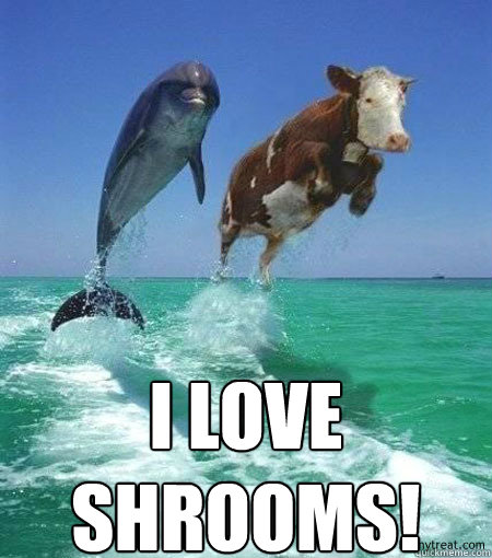 Shrooms Meme Funny Image Photo Joke 06