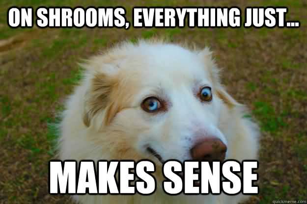 Shrooms Meme Funny Image Photo Joke 10