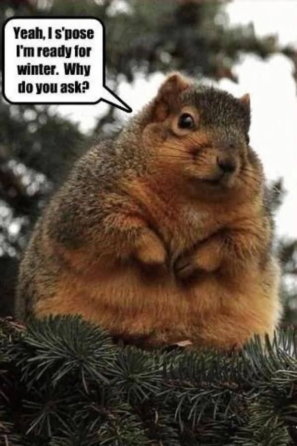 Very funny squirrel memes photo