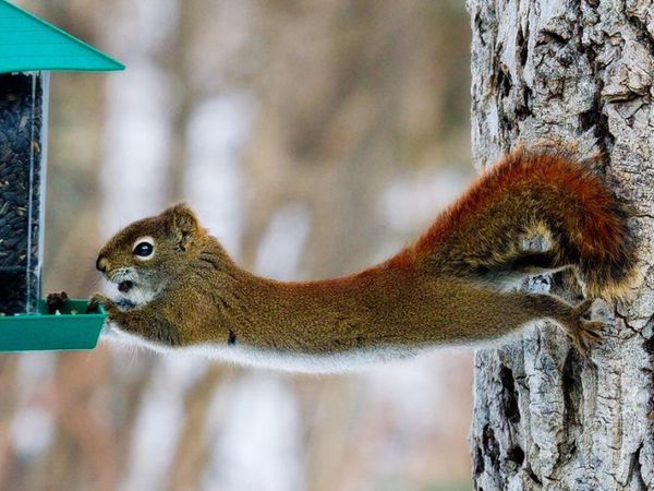 Very funny squirrel photos jokes