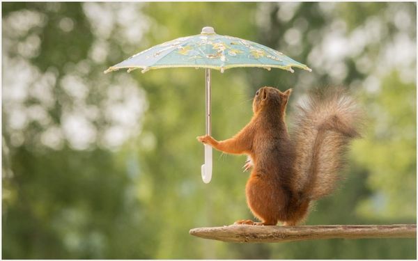 Very funny squirrel photos meme