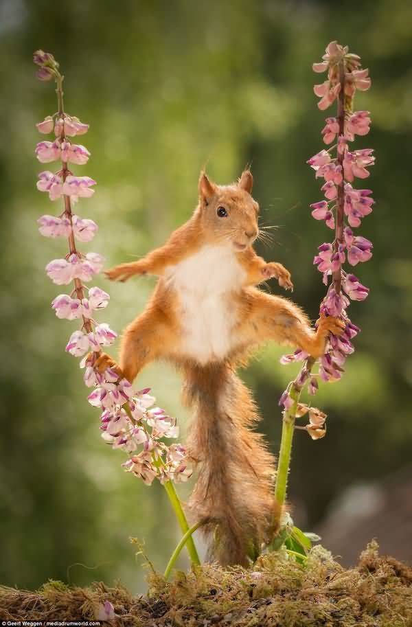 Very funny squirrel photos wallpaper