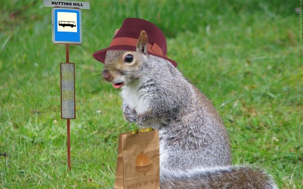 Very funny squirrel pictures jokes