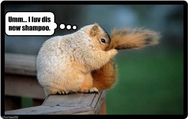 Very funny squirrel pictures meme
