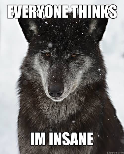 Wolf Meme Funny Image Photo Joke 12