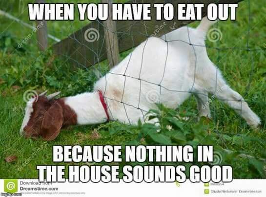 Funny Goat Meme Image Photo Joke 07