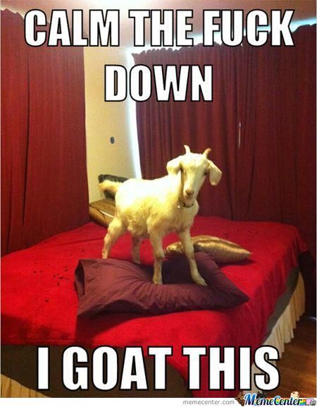 Funny Goat Meme Image Photo Joke 09