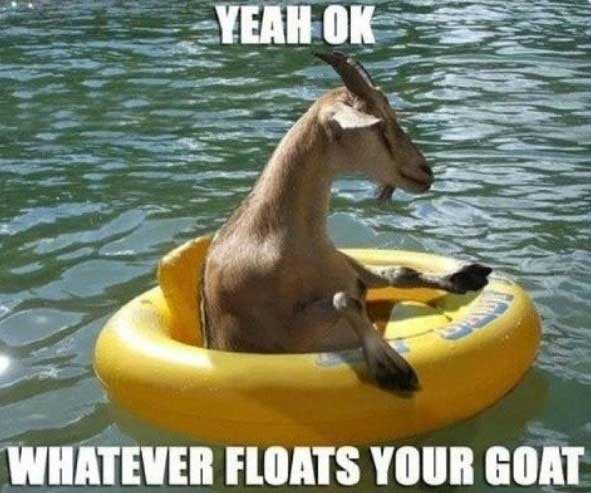 Funny Goat Meme Image Photo Joke 14