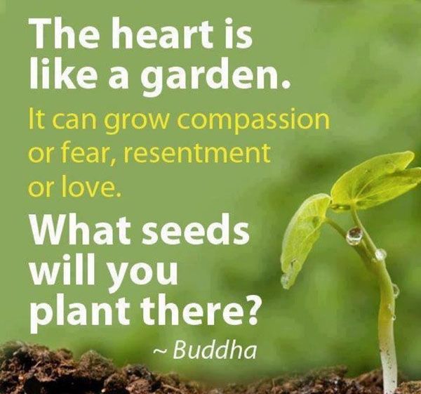 Quotes About Planting Seeds For Life 02