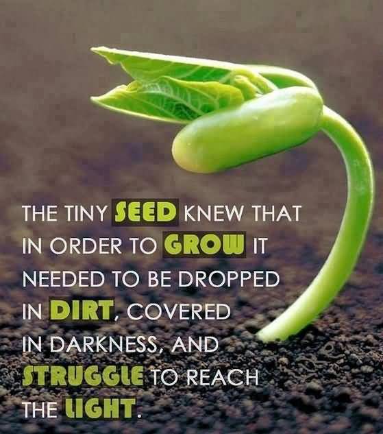 Quotes About Planting Seeds For Life 18