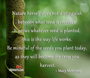 Quotes About Planting Seeds For Life 20
