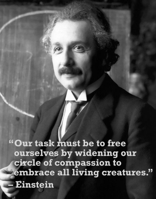 Amazing Albert Einstein Sayings